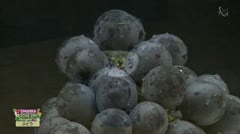 TAKAOKA名産地「ぶどう」