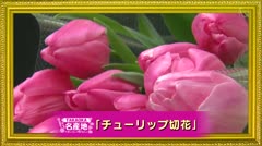 TAKAOKA名産地「チューリップ切花」