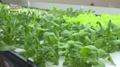 TAKAOKA名産地「葉物野菜」