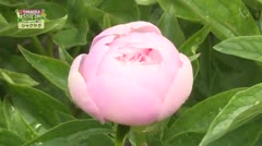 TAKAOKA名産地「シャクヤク」