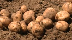 TAKAOKA名産地「ジャガイモ」