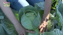 TAKAOKA名産地「加工用キャベツ」